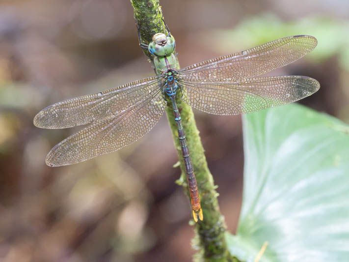 Gynacantha tibiata (Gold-tipped Darner)-Album-2.jpg